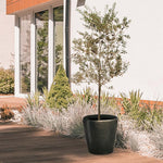 Lecciana Olive Tree