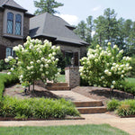 Limelight Hydrangea Tree