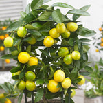 Limequat Tree