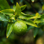 Limequat Tree