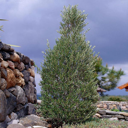 Little Ollie' Dwarf Olive Tree