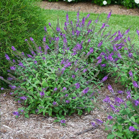 Lo and Behold® Blue Chip Jr. Butterfly Bush