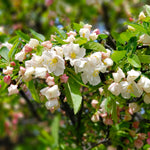 Lollipop® Crabapple Tree