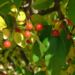 Lollipop® Crabapple Tree