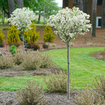 Lollipop® Crabapple Tree