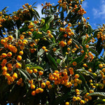 Loquat Tree