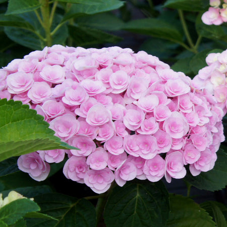 Love Hydrangea Shrub