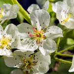 Your pear tree will be filled with blooms in the spring.