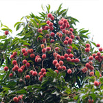 Lychee Tree