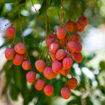 Lychee Tree