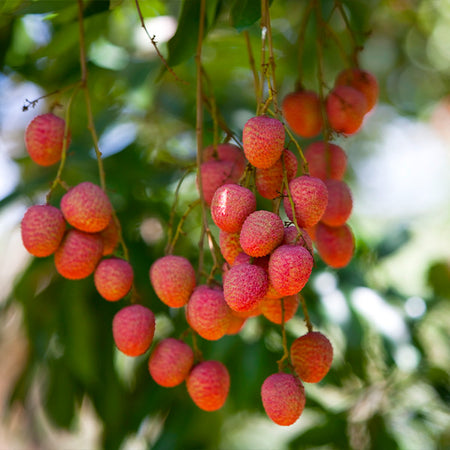 Lychee Tree