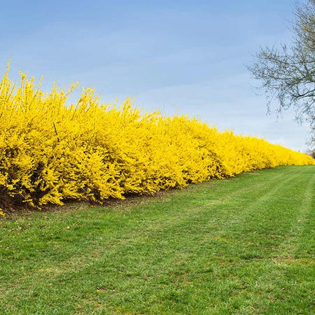 Free Lynwood Gold Forsythia Shrub