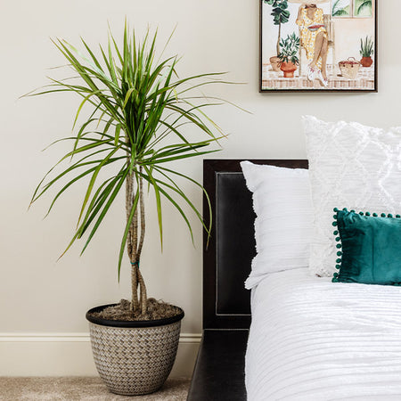 Braided Madagascar Dragon Tree