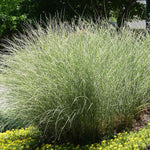 Morning Light Miscanthus