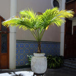 Majesty Palm Tree