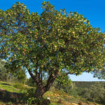 Marina Strawberry Tree