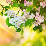  Each spring your apple tree will flower with white flowers with a touch of pink.
