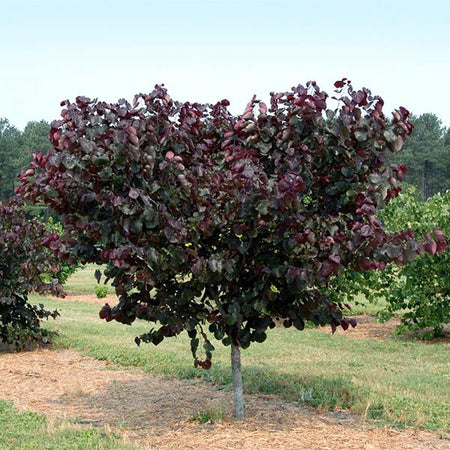 Merlot Redbud Tree