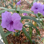 Mexican Petunia