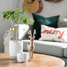 Meyer Lemon Gift Tree