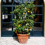 Meyer Lemon Bush