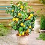 Meyer Lemon Bush