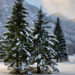 Meyer Spruce Tree