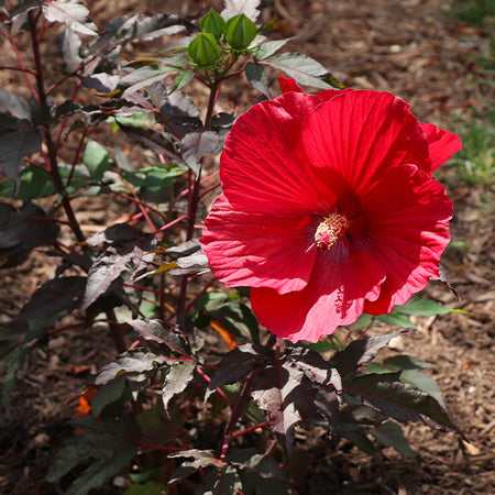 Midnight Marvel Hardy Hibiscus