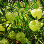 These hairy balls are welcome in any garden.