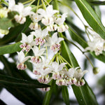 These pretty white flowers are what attract butterflies.