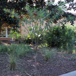 White Milkweed Tree