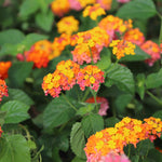 Miss Huff Lantana