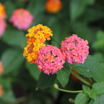 Miss Huff Lantana