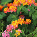 Miss Huff Lantana