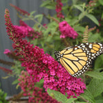Photo Courtesy of Proven Winners - www.provenwinners.com