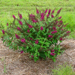 Photo Courtesy of Proven Winners - www.provenwinners.com