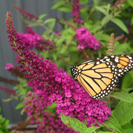 Miss Molly Butterfly Bush
