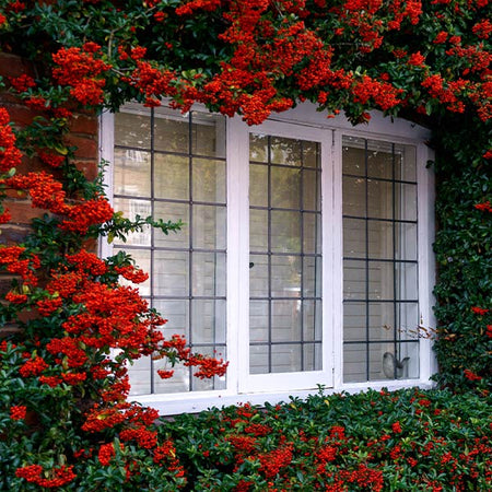 Pyracantha Mohave Shrub