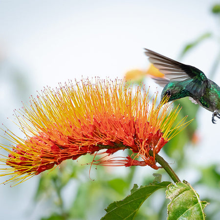 Monkey's Brush Plant