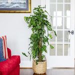 Choose the Totem option to get your Monstera on this beautiful, hand-tied fiber post.