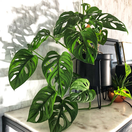 Monstera Adansonii Plant