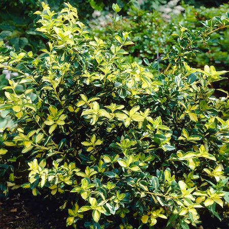 Moonshadow Euonymus Shrub