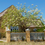 Moringa Tree