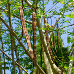 Moringa Tree