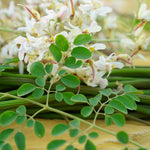 Moringa Tree