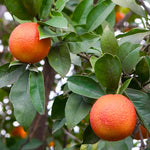 Blood oranges may have a red blush when ripe.