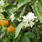 Your orange tree will have very fragrant blossoms.