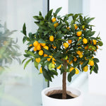 Nagami Kumquat Tree