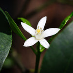 Nagami Kumquat Tree