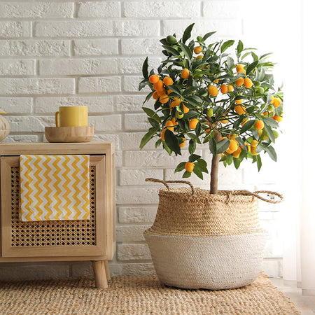 Nagami Kumquat Tree